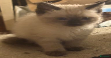 Mixed Breed cats - Advert 12