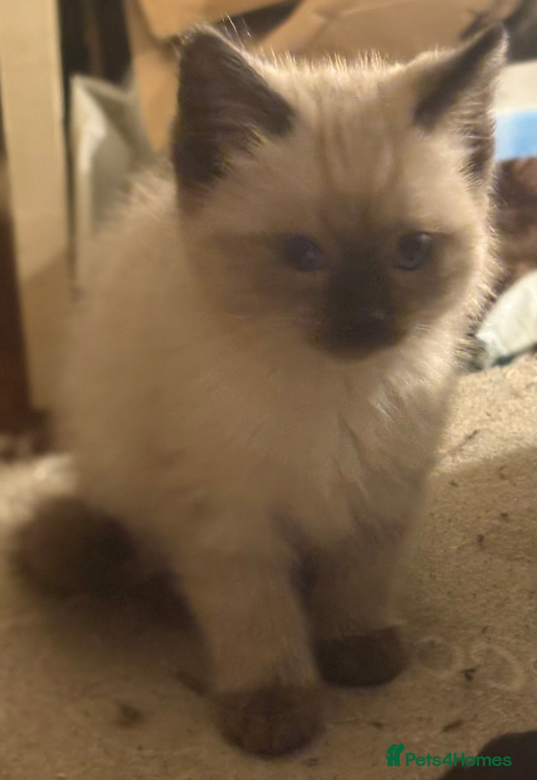 Mixed Breed cats for sale: Mixed Russian Blue, Ragdoll and Tabby  - Advert 4