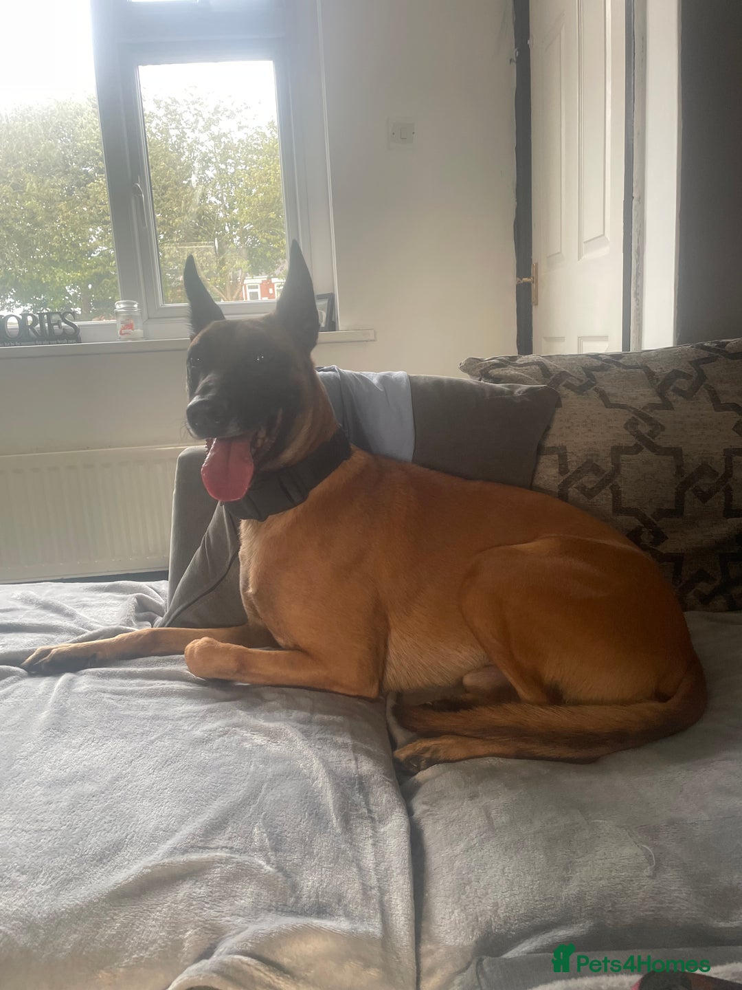 Belgian Shepherd Dog dogs for sale: Cai Belgian mal  - Image 2
