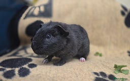 Guinea Pig rodents for sale: 2 brother guinea pigs 10 weeks - Image 5