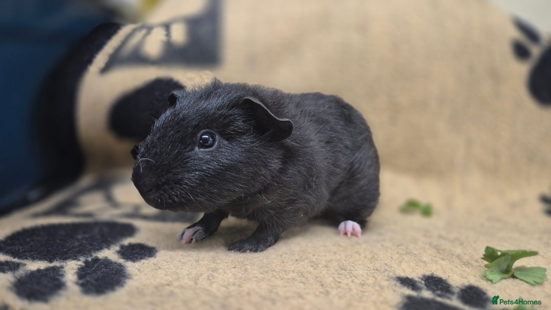 Guinea Pig rodents for sale: 2 brother guinea pigs 10 weeks - Image 5