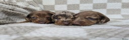 Dachshund dogs for sale: KC Standard Dachshund puppies ! - Advert 7
