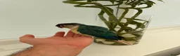 Conures birds for sale: Ready Now: Hand-Reared Baby Conures - Advert 11