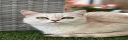 Persian cats for sale: Miss  in Hatfield - Advert 6