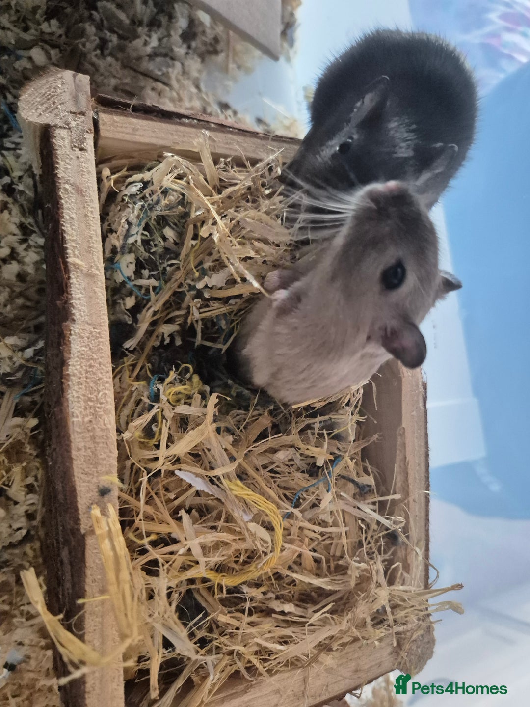 Gerbil rodents for sale: 2 Male Young Gerbils - Advert 1