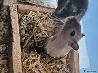 Gerbil rodents 2 Male Young Gerbils - Advert 5