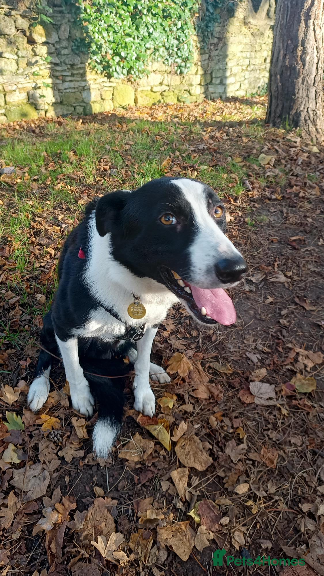 Border Collie dogs Guinness - Border Collie - Advert 5
