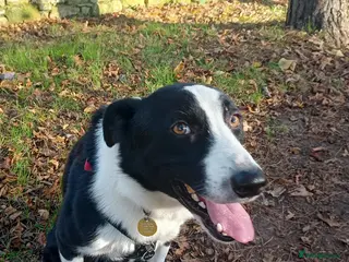 Border Collie dogs Guinness - Border Collie - Advert 5