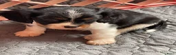 Cavalier King Charles Spaniel dogs for sale: Cavalier King Charles Spaniels  - Advert 7