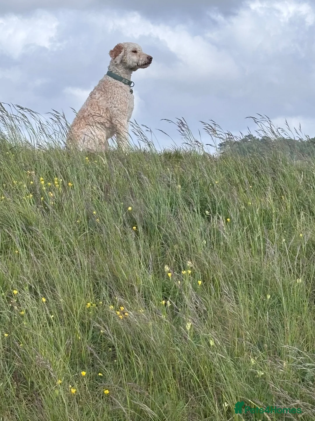 Australian Labradoodle dogs for sale: 3 year old therapy Australian Labradoodle  in Wimborne - Advert 2