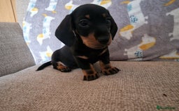 Miniature Dachshund dogs for sale: **ready now* KC registered mini Dachshund puppy - Image 5