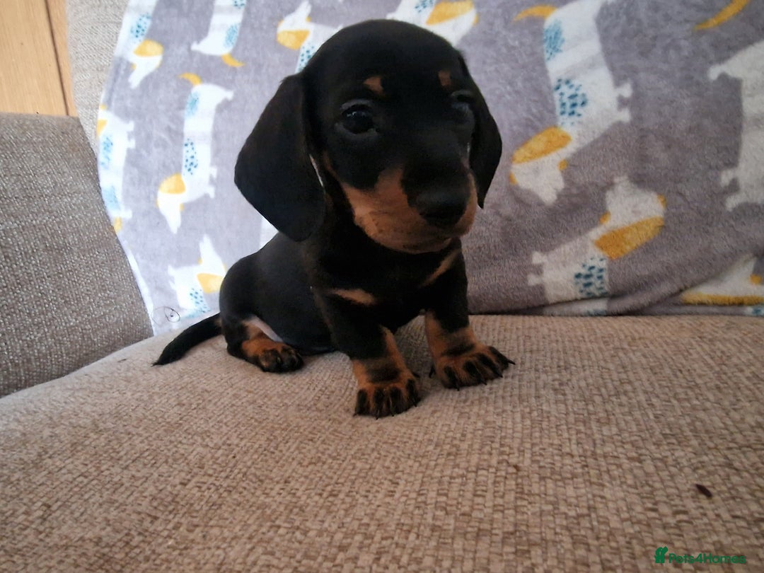 Miniature Dachshund dogs for sale: **ready now* KC registered mini Dachshund puppy - Image 5