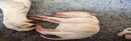 Pointer dogs for sale: Gorgeous English Pointer Puppies - Advert 6