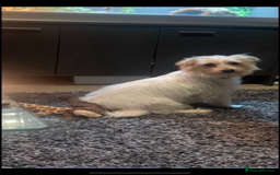 Jack Russell dogs for sale: Jack Russell 2 girls 1 boy - Advert 9