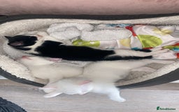 Domestic Shorthair cats for sale: 2 blue eyed Girls  - Image 12