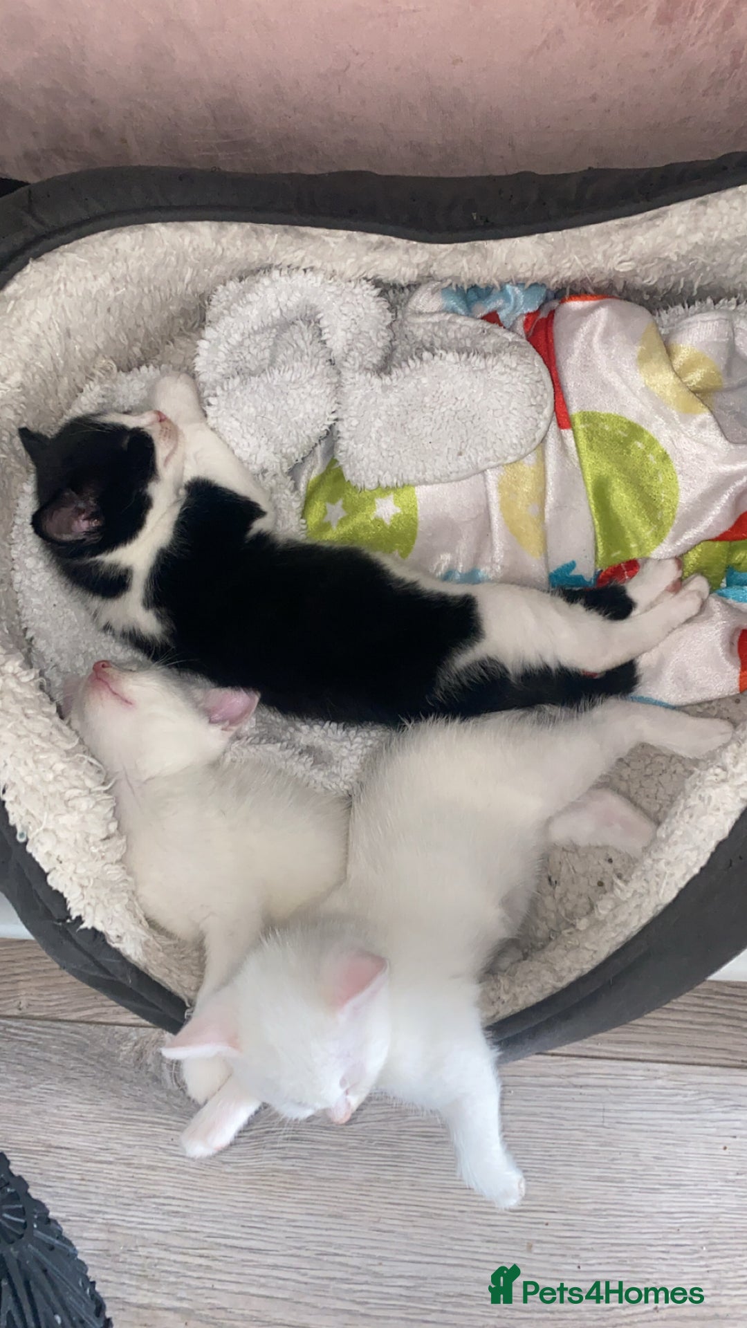 Domestic Shorthair cats for sale: 2 blue eyed Girls  - Image 12