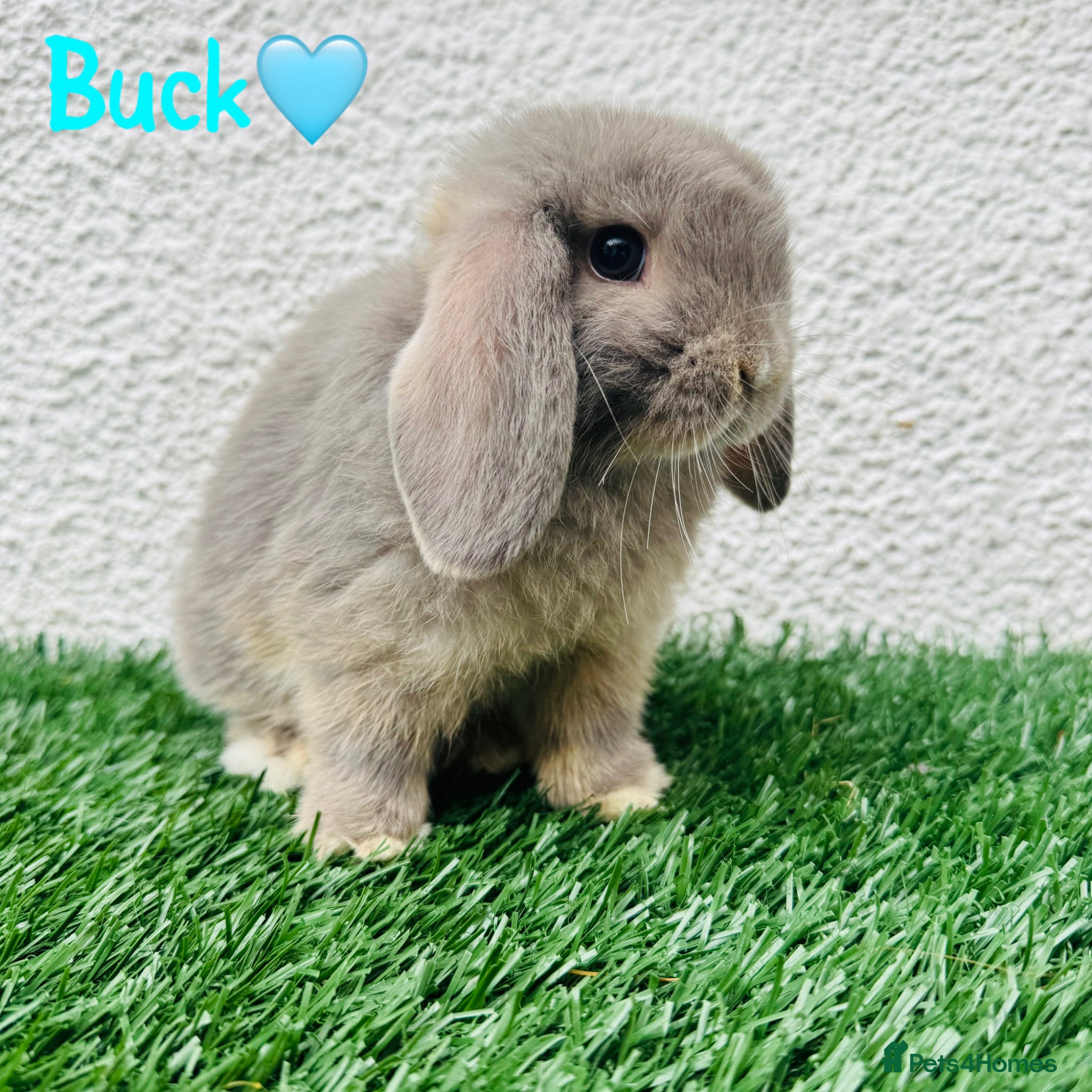Mini Lop rabbits for sale: ✨Mini lop ready to rezerve ✨ - Advert 1