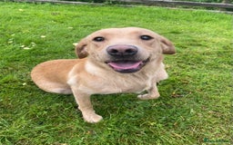 Labrador Retriever dogs for sale: Outstanding KC Registered Labrador Puppies - Image 19