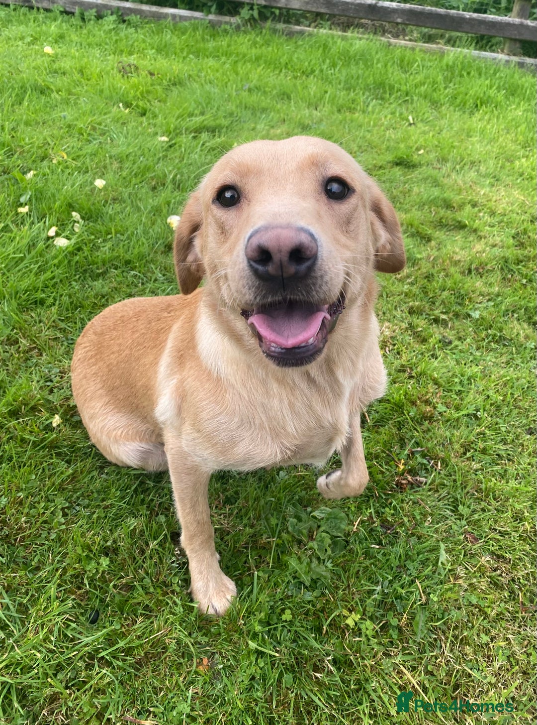 Labrador Retriever dogs for sale: Outstanding KC Registered Labrador Puppies - Image 19