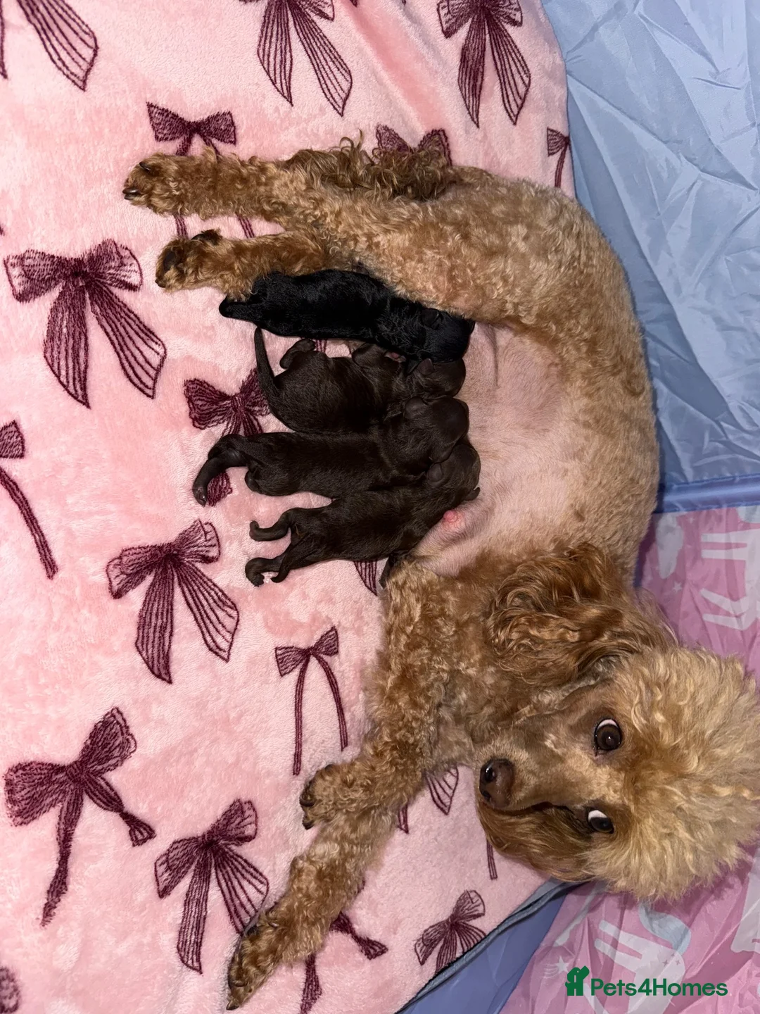 Miniature Poodle dogs for sale: Phantom, health tested & KC miniature poodle pups  - Advert 2