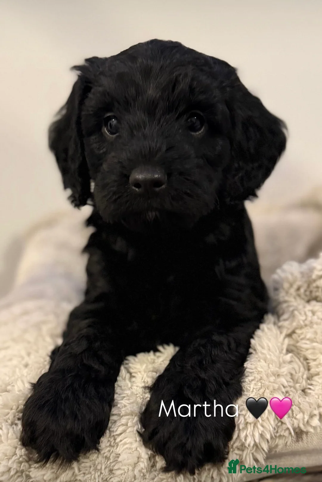 Mixed Breed dogs for sale: Stunning Litter of Sproodles 🤎🖤 - Advert 14