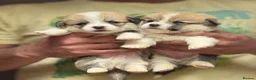 Welsh Corgi Pembroke dogs for sale: Champion Sired Corgi Pembroke puppies available  - Advert 7