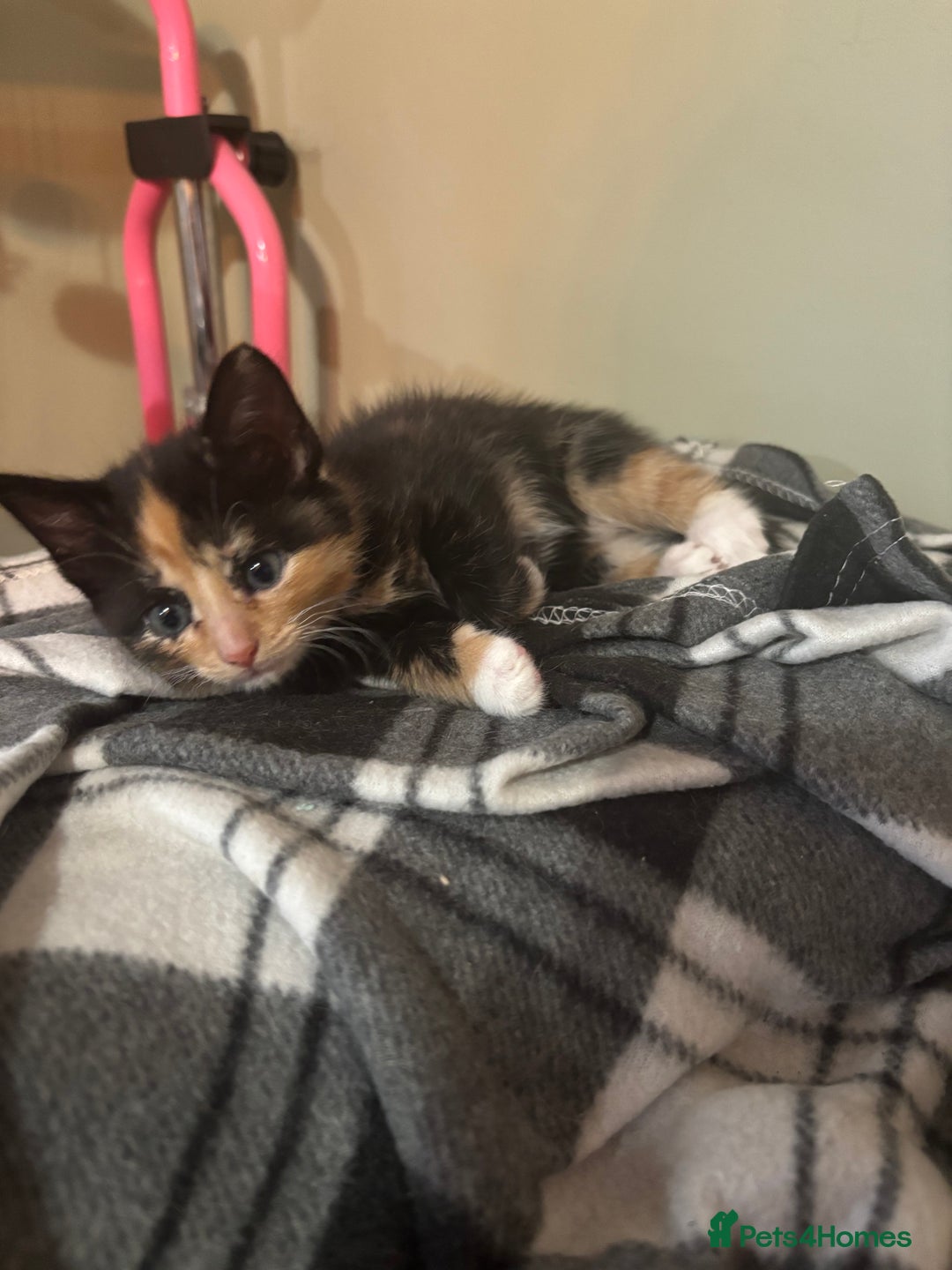 Mixed Breed cats for sale: Five beautiful kittens - Image 3