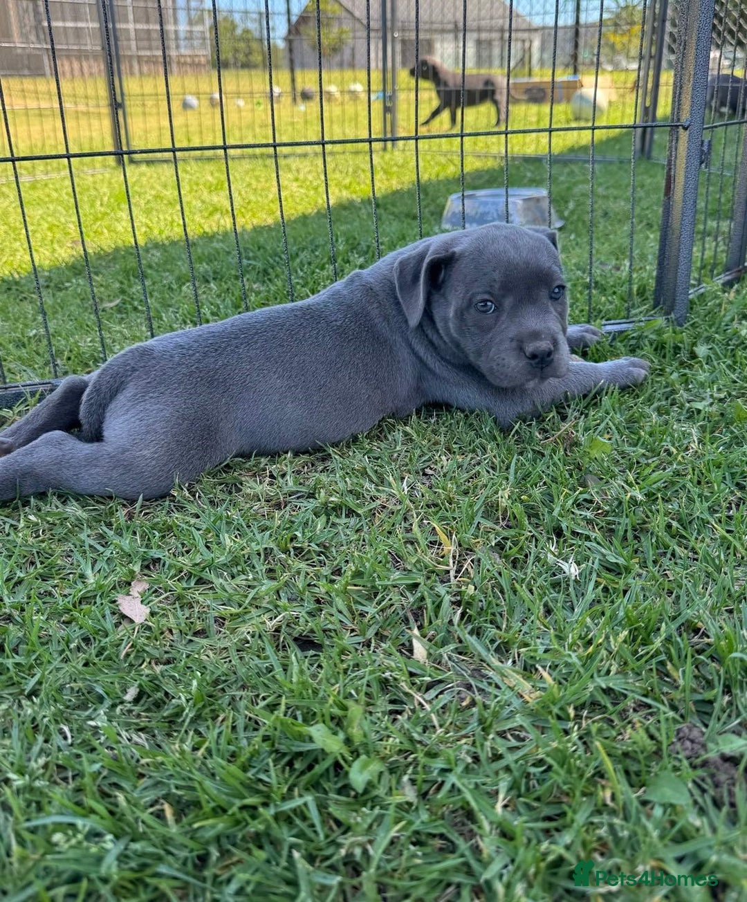 Staffordshire Bull Terrier dogs for sale: Ultimate healthy blueish Staffordshire bullies  - Image 8