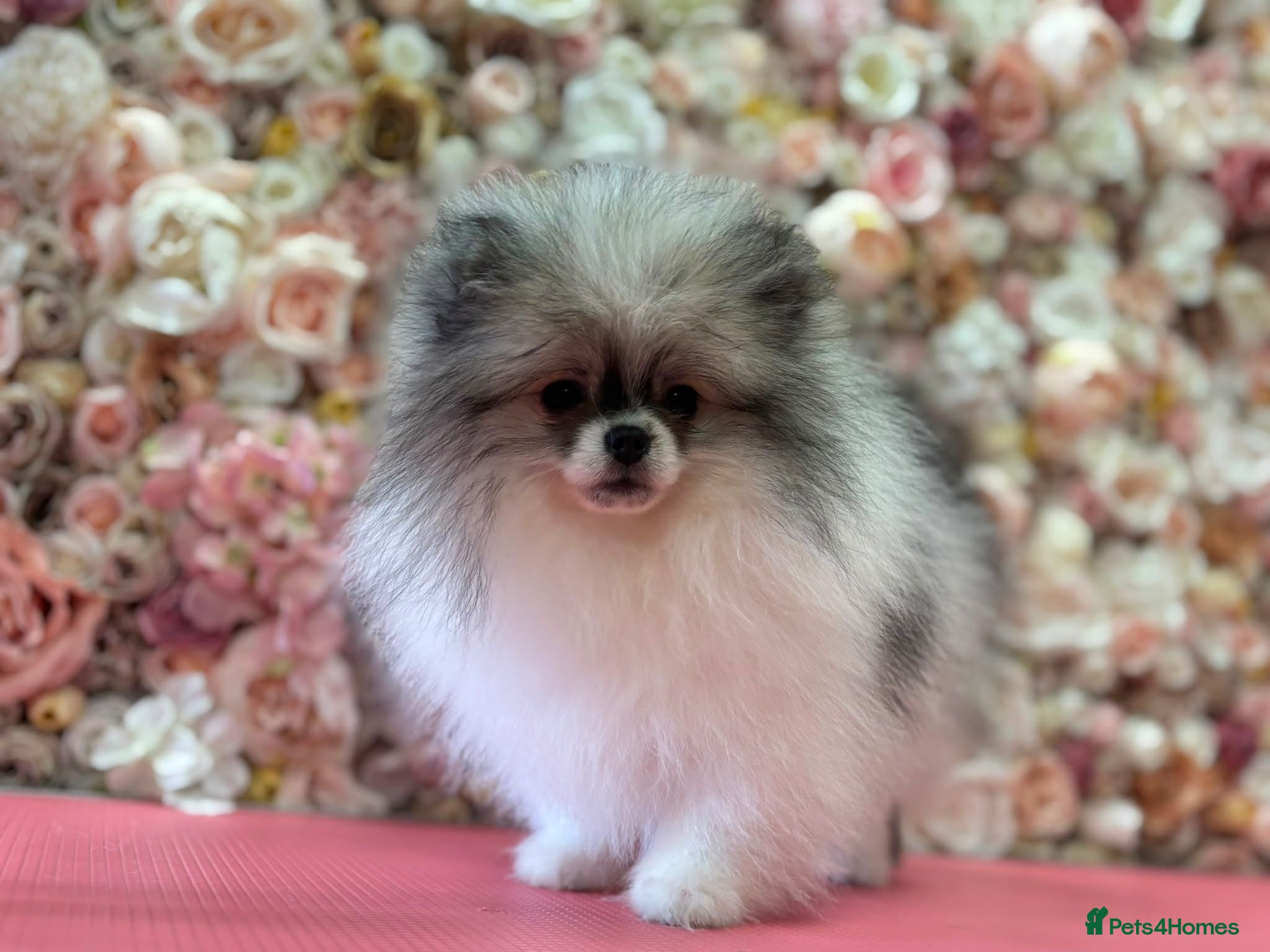 Pomeranian dogs KC registered Pomeranian Puppies for sale  - Advert 12