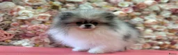 Pomeranian dogs for sale: KC registered Pomeranian Puppies for sale  - Advert 2