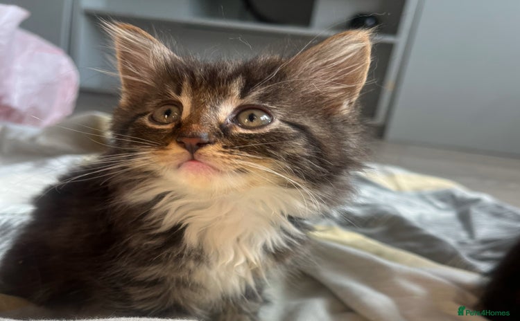 Mixed Breed cats - Advert 10