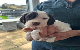 Cocker Spaniel dogs for sale: Beautiful litter of KC working cocker spaniels - Image 12