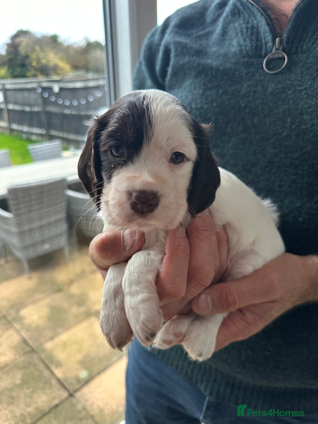 Cocker Spaniel dogs for sale: Beautiful litter of KC working cocker spaniels - Image 12