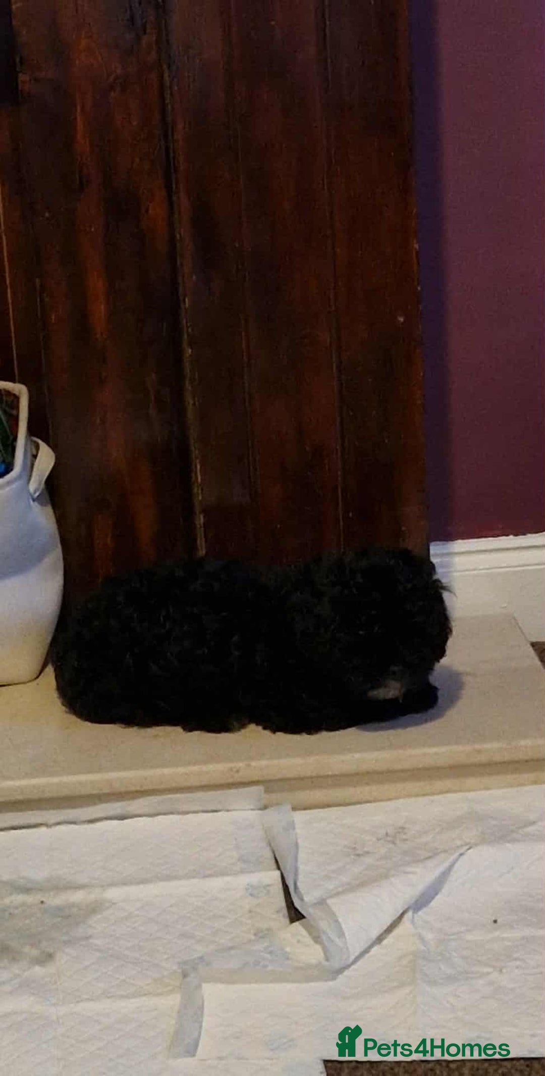 Shihpoo dogs for sale: Shizpoo Boy - Image 5