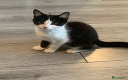 Mixed Breed cats for sale: Beautiful kittens  - Image 4
