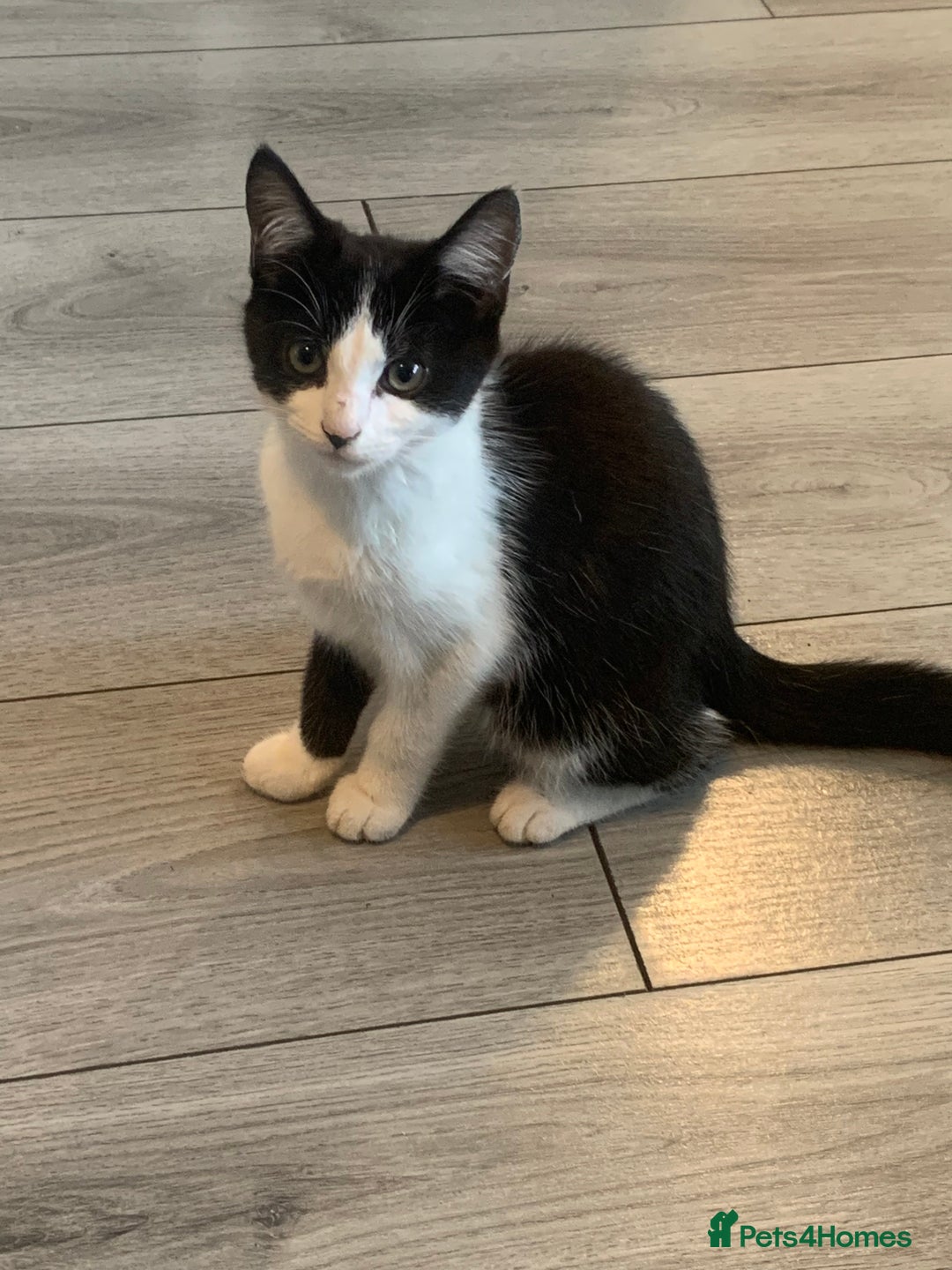 Mixed Breed cats for sale: Beautiful kittens  - Image 4