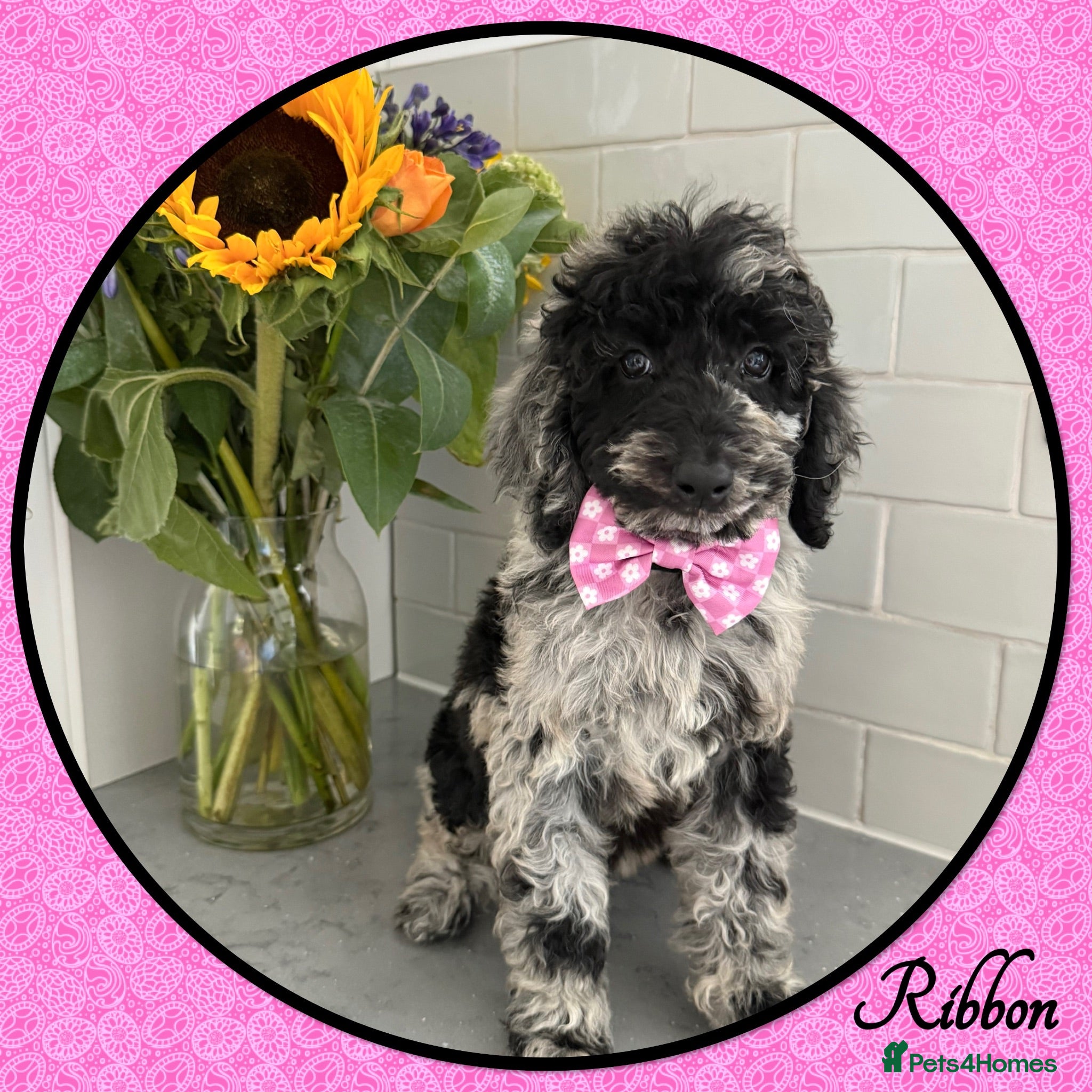 Labradoodle dogs 💐CAN STAY FOR HOLIDAYS💐RARE OPPORTUNITY💐 - Advert 1