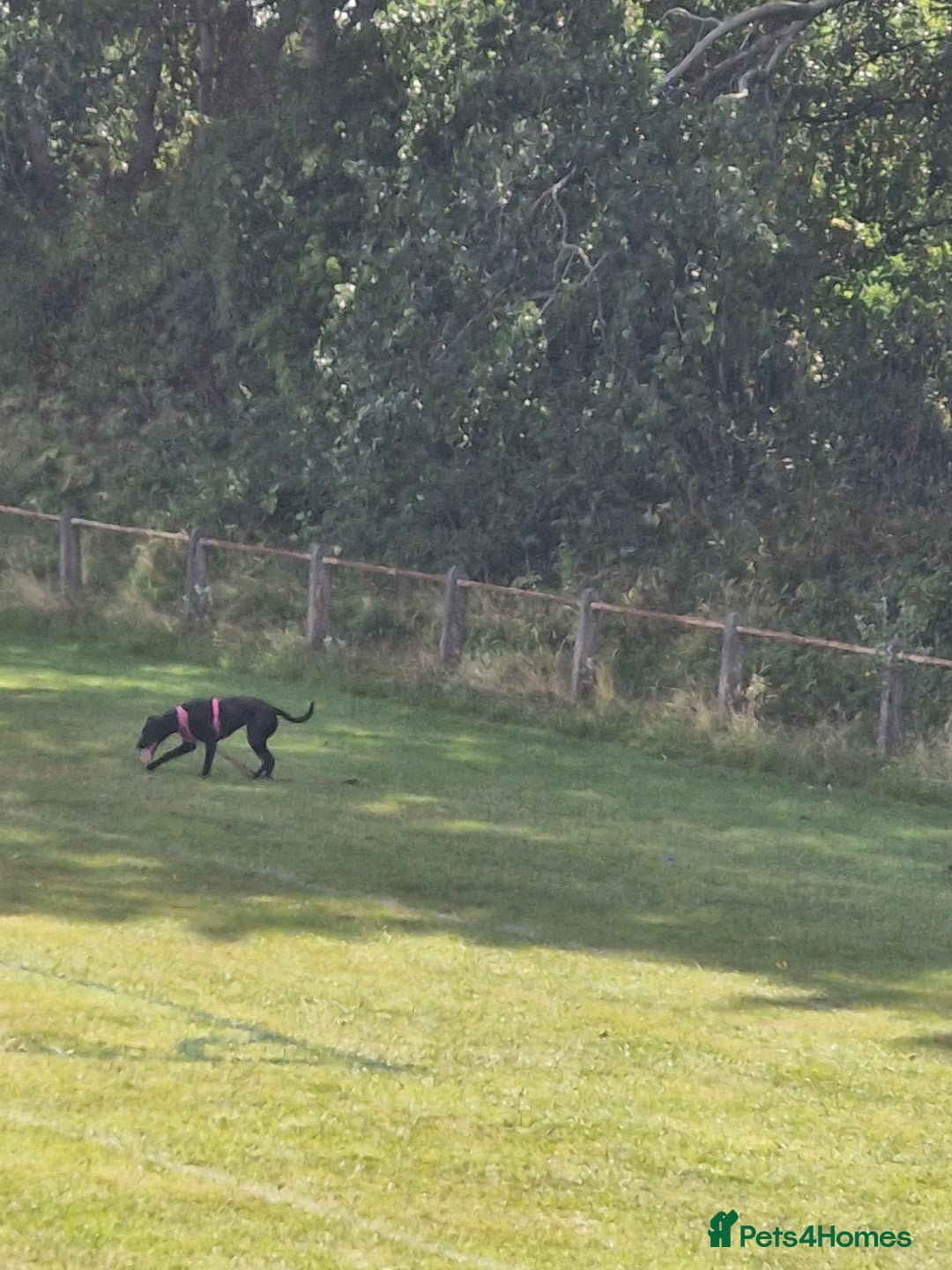 Mixed Breed dogs for sale: Saluki cross staffie 8 month female  - Image 1