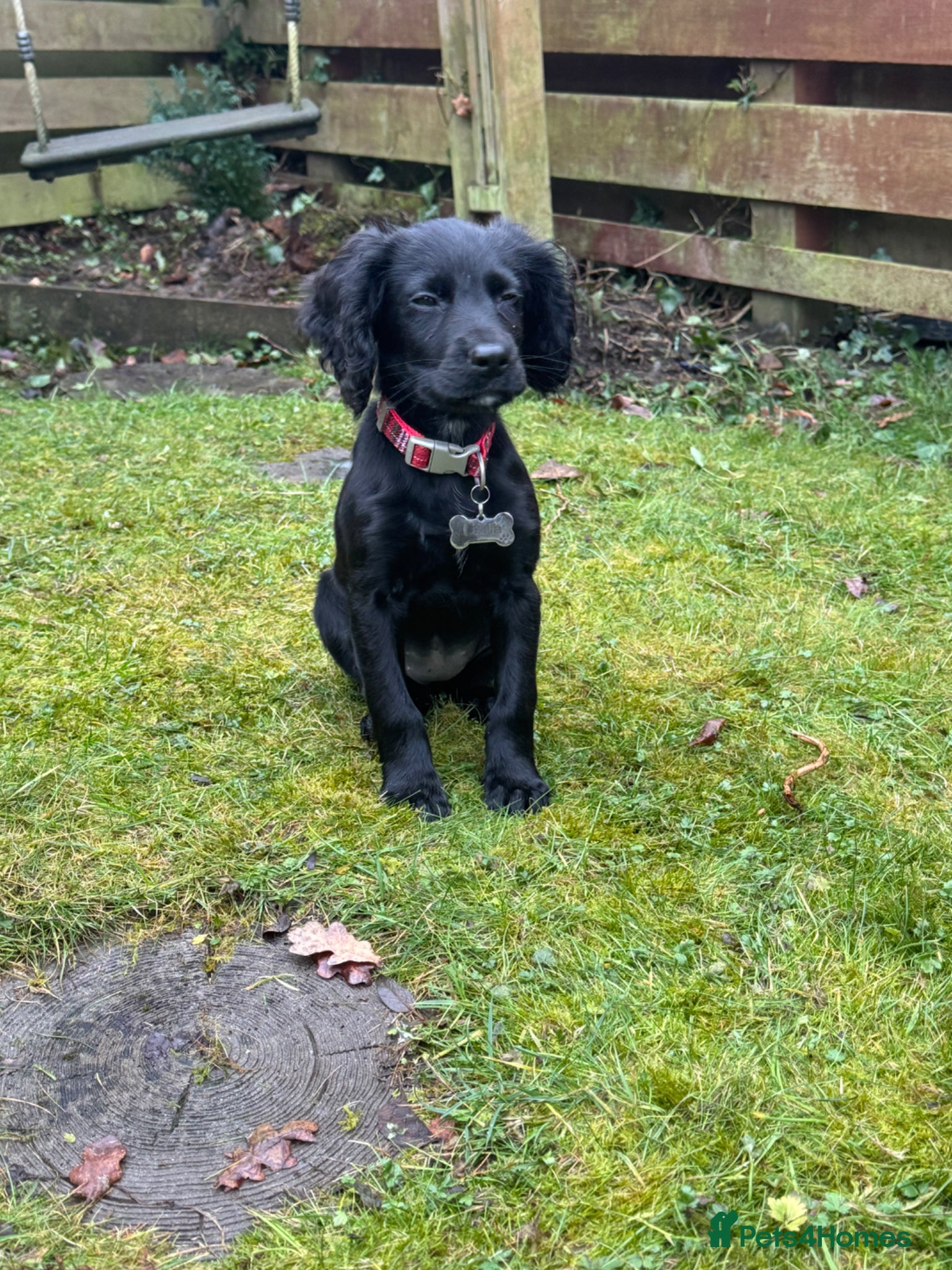 Cocker Spaniel dogs KC registered female cocker spaniel - Advert 1