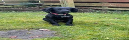 Cocker Spaniel dogs for sale: KC registered female cocker spaniel - Advert 1
