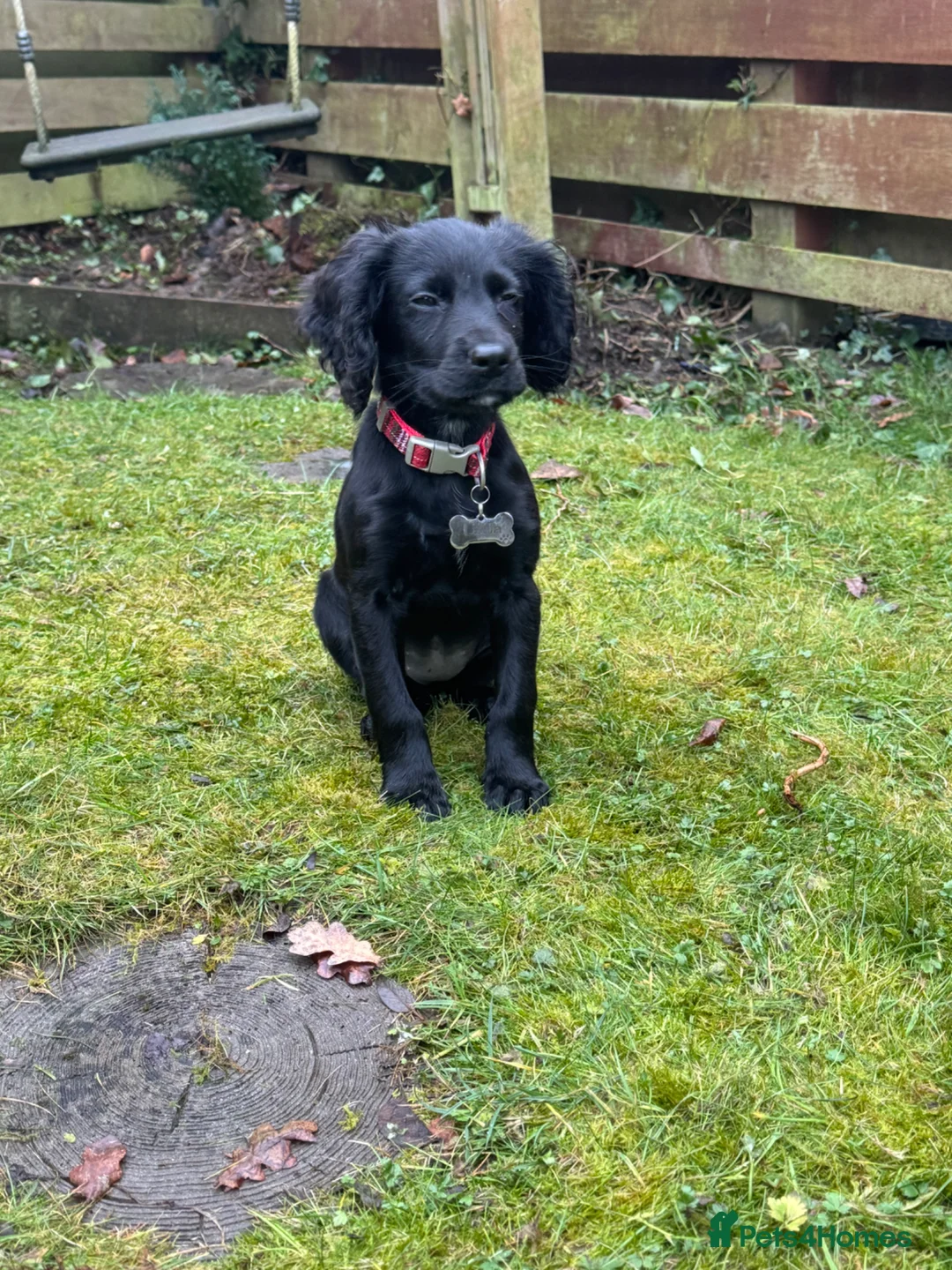 Cocker Spaniel dogs for sale: KC registered female cocker spaniel - Advert 1