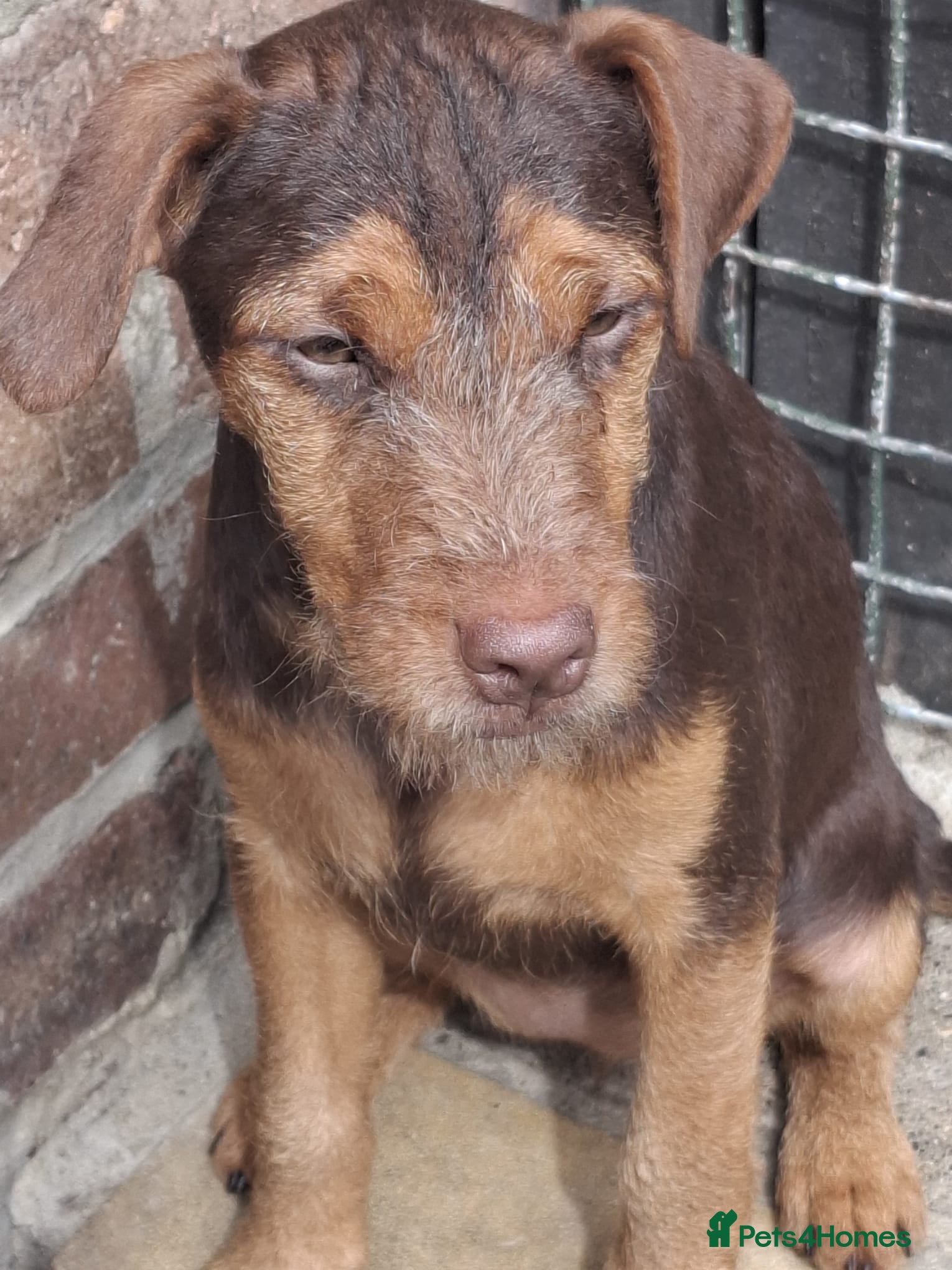 Patterdale Terrier dogs Patterdales Looking For Forever Homes - Advert 2