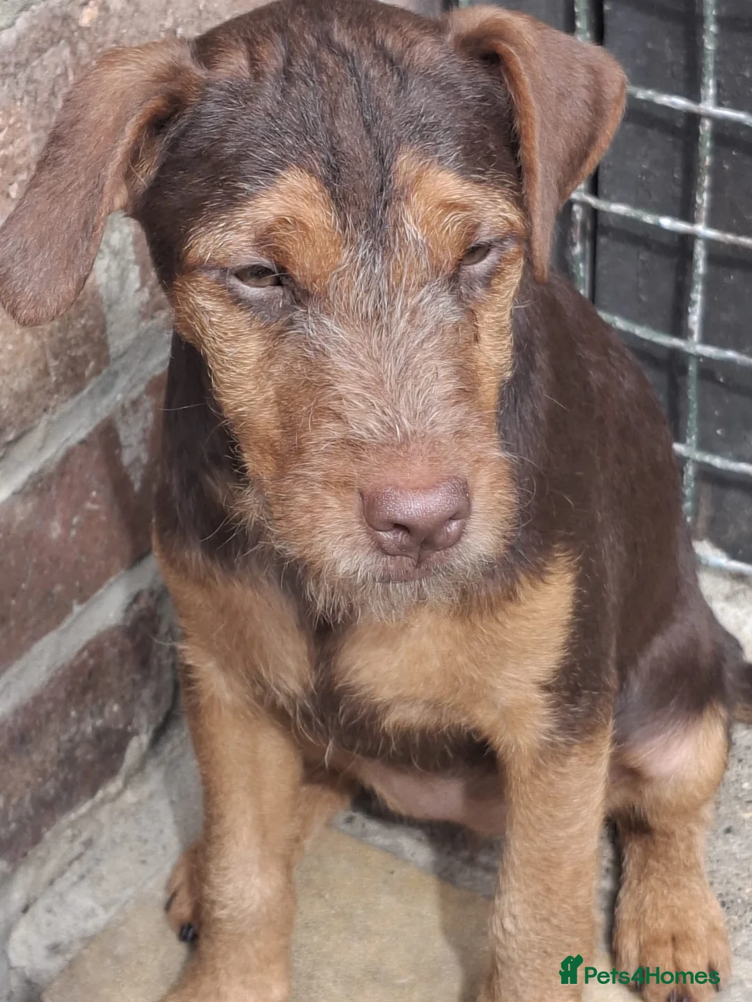 Patterdale Terrier dogs for sale: Patterdales Looking For Forever Homes - Advert 2
