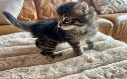 Mixed Breed cats for sale: Ragdoll x Maincoon x Manx - Image 2