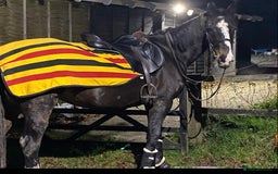 Irish Thoroughbred horses for sale: 16H TB Mare ex Racer excellent manners 16 years  - Image 6