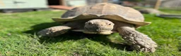 Tortoise reptiles for sale: Sulcata tortoise: 17 years old male  in Cranleigh - Advert 4