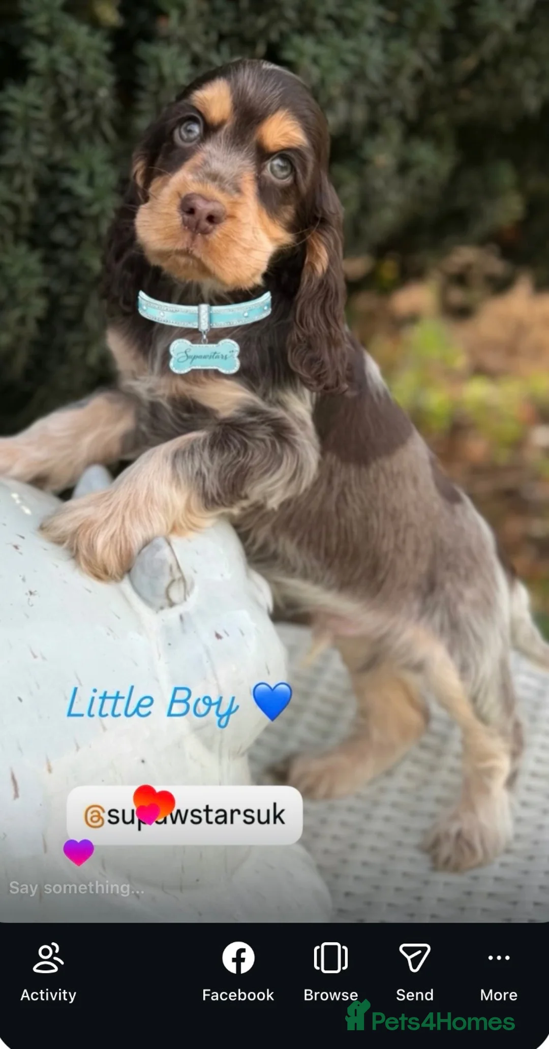 Cocker Spaniel dogs for sale: Stunning chocolate show cockers  - Advert 10