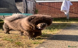 Chow Chow dogs for sale: Chow chow  - Image 6