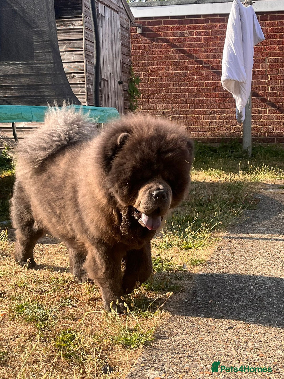 Chow Chow dogs for sale: Chow chow  - Image 6
