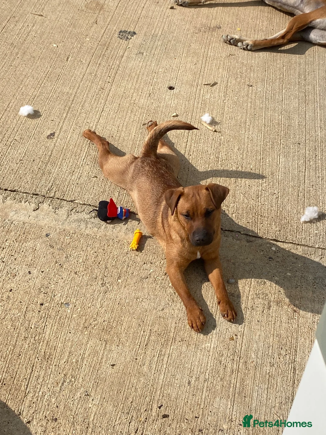 Patterdale Terrier dogs for sale: Patterdale girls looking for a new home - Advert 2